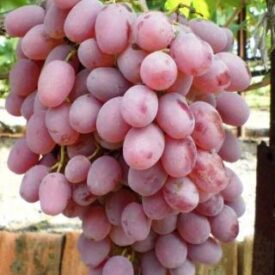 Виноград Тайфи розовый в Арзамасе