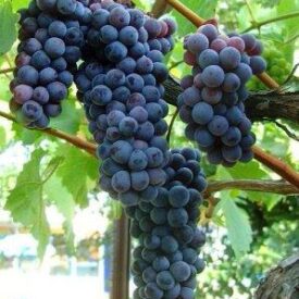 Виноград Черный жемчуг в Арзамасе