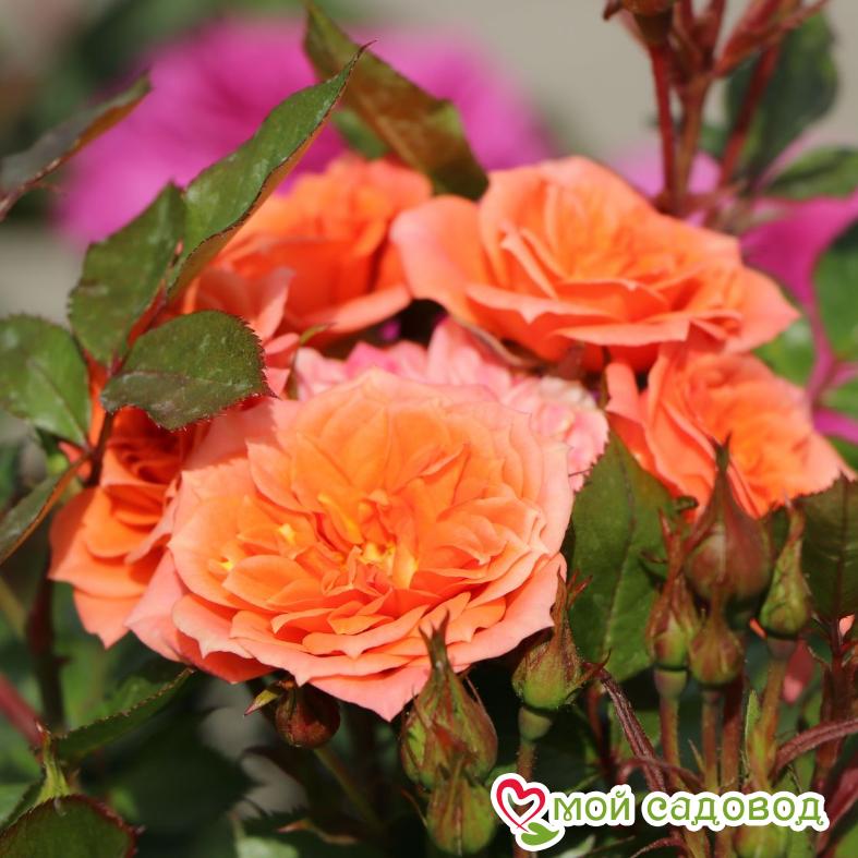 Роза Анжела Риппон