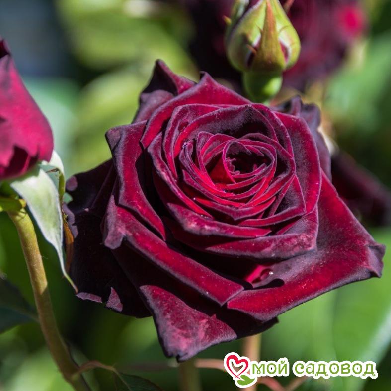 Роза чайно-гибридная Блэк Баккара
