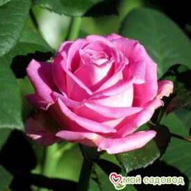 Роза чайно-гибридная Аква в Арзамасе