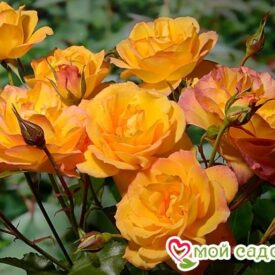 Роза Сахара в Арзамасе
