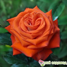 Роза чайно-гибридная Верано в Арзамасе