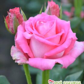 Роза чайно-гибридная Топаз в Арзамасе