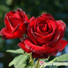 Роза чайно-гибридная Мадам Дельбар в Арзамасе