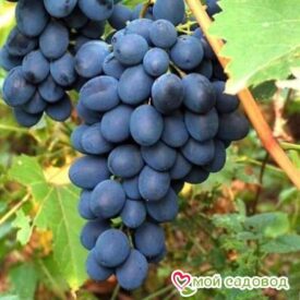 Ароматный и сладкий виноград “Августа” в Арзамасе
