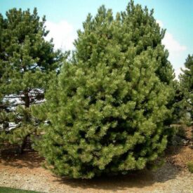 Сосна Чёрная (Pinus Nigra) в Арзамасе