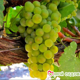 Виноград Амурский Белый (Высокоурожайный, ранний сорт) в Арзамасе