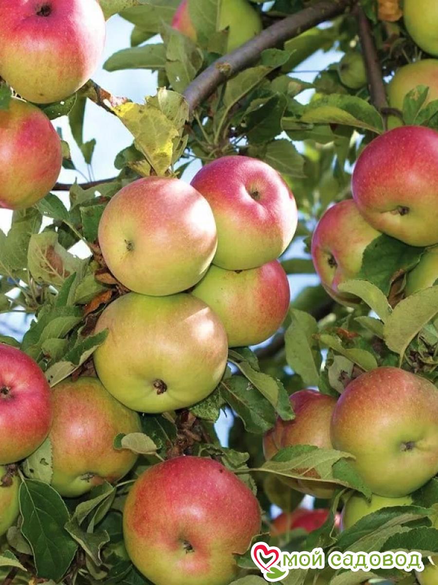 Яблоня Грушовка Московская, раннелетний сорт