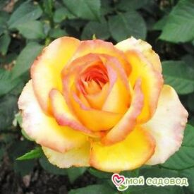 Роза Восходящее Солнце в Арзамасе