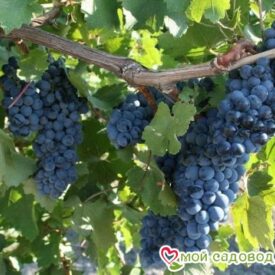 Виноград Рубиновый Магарача в Арзамасе