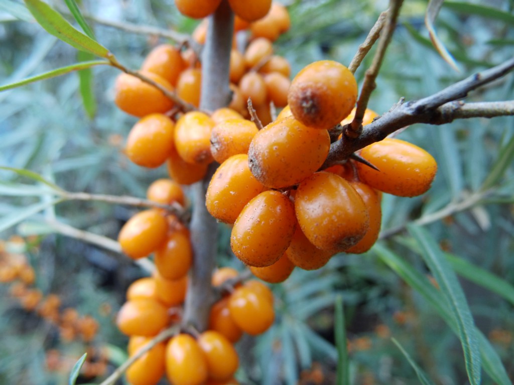 Облепиха женская "Херго" (Hergo)