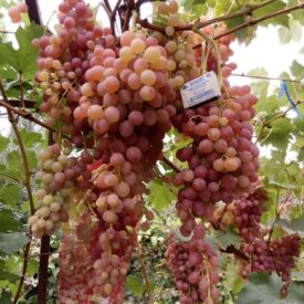 Виноград Лучистый в Арзамасе