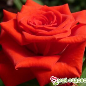 Роза чайно-гибридная Корвет в Арзамасе