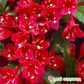 Вейгела цветущая “Ред Принц” в Арзамасе