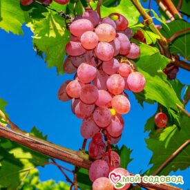 Виноград Лидия (Розовая Изабелла) в Арзамасе