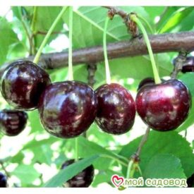 Саженцы вишни – Чудо-вишня в Арзамасе