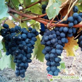 Виноград Молдова в Арзамасе