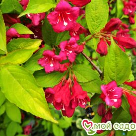 Вейгела цветущая “Рубидор” в Арзамасе