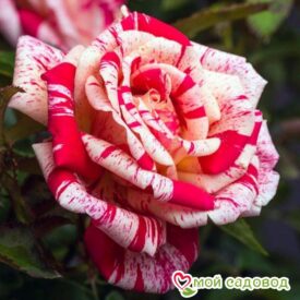 Роза чайно-гибридная Папагено в Арзамасе