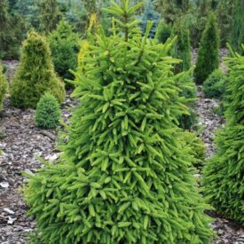 Ель обыкновенная (Picea abies) в Арзамасе