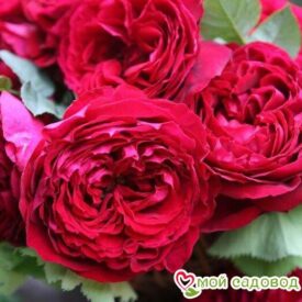 Роза чайно-гибридная Госпел в Арзамасе