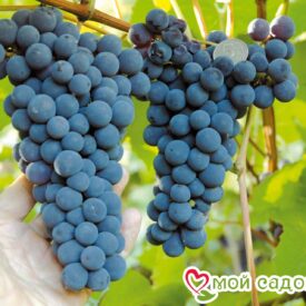 Виноград Амурский синий в Арзамасе