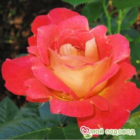 Роза Декор Арлекин в Арзамасе