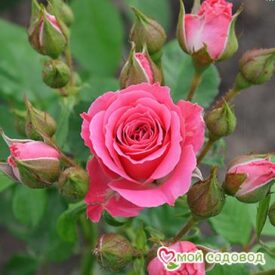 Роза Спрей розовый в Арзамасе