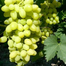 Виноград Осенний крупноплодный в Арзамасе