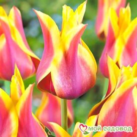 Тюльпан лилиецветный Баллада Дрим в Арзамасе