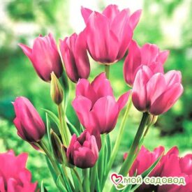 Тюльпан многоцветковый Пурпл Букет в Арзамасе