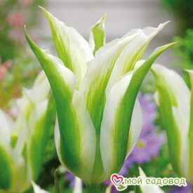 Тюльпан зеленоцветный Уайт Спринг Грин в Арзамасе