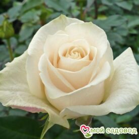 Роза чайно-гибридная Венделла в Арзамасе