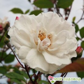 Роза Белый каскад в Арзамасе