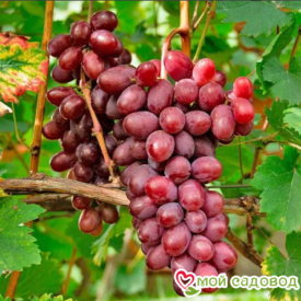 Виноград Виктория винная в Арзамасе
