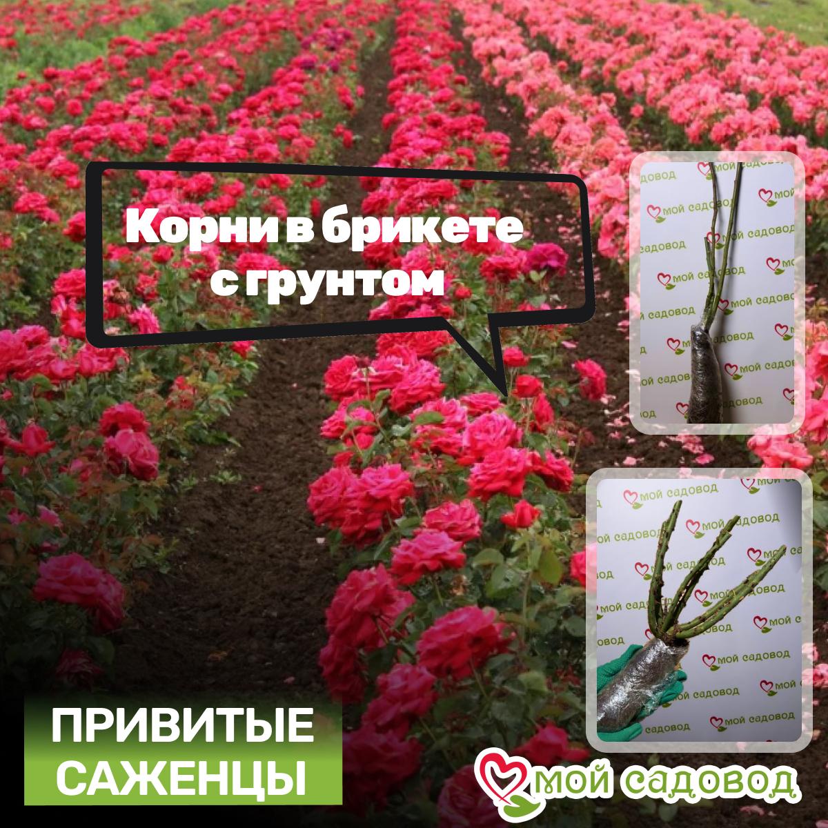 Роза Чайно-Гибридная Пьер Ардити