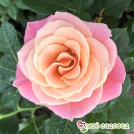 Роза чайно-гибридная Мисс Пигги в Арзамасе