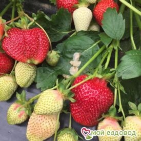 Клубника Румба (ранняя ягода) в Арзамасе