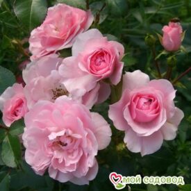 Роза полиантовая Bonica (Боника) в Арзамасе