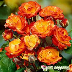 Роза полиантовая Румба (Rumba) в Арзамасе