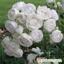 Роза полиантовая Морздаг Уайт (Morsdag White) в Арзамасе