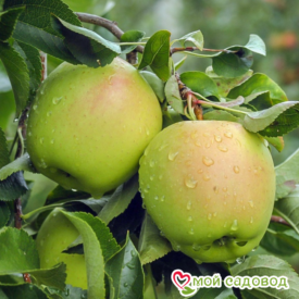 Яблоко-груша Голден Делишес в Арзамасе